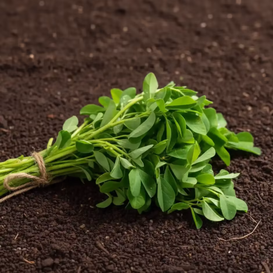 Methi