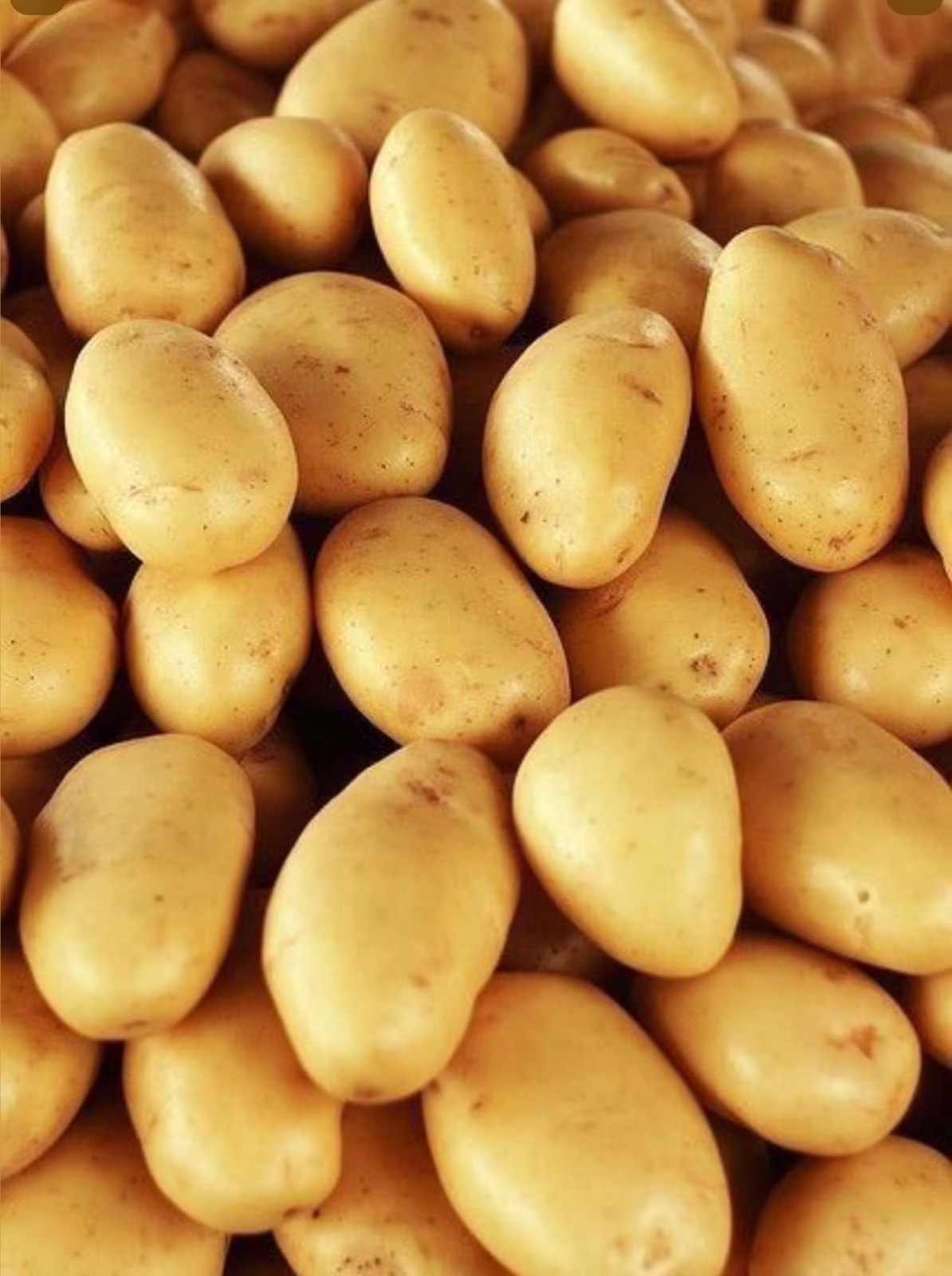 Potato