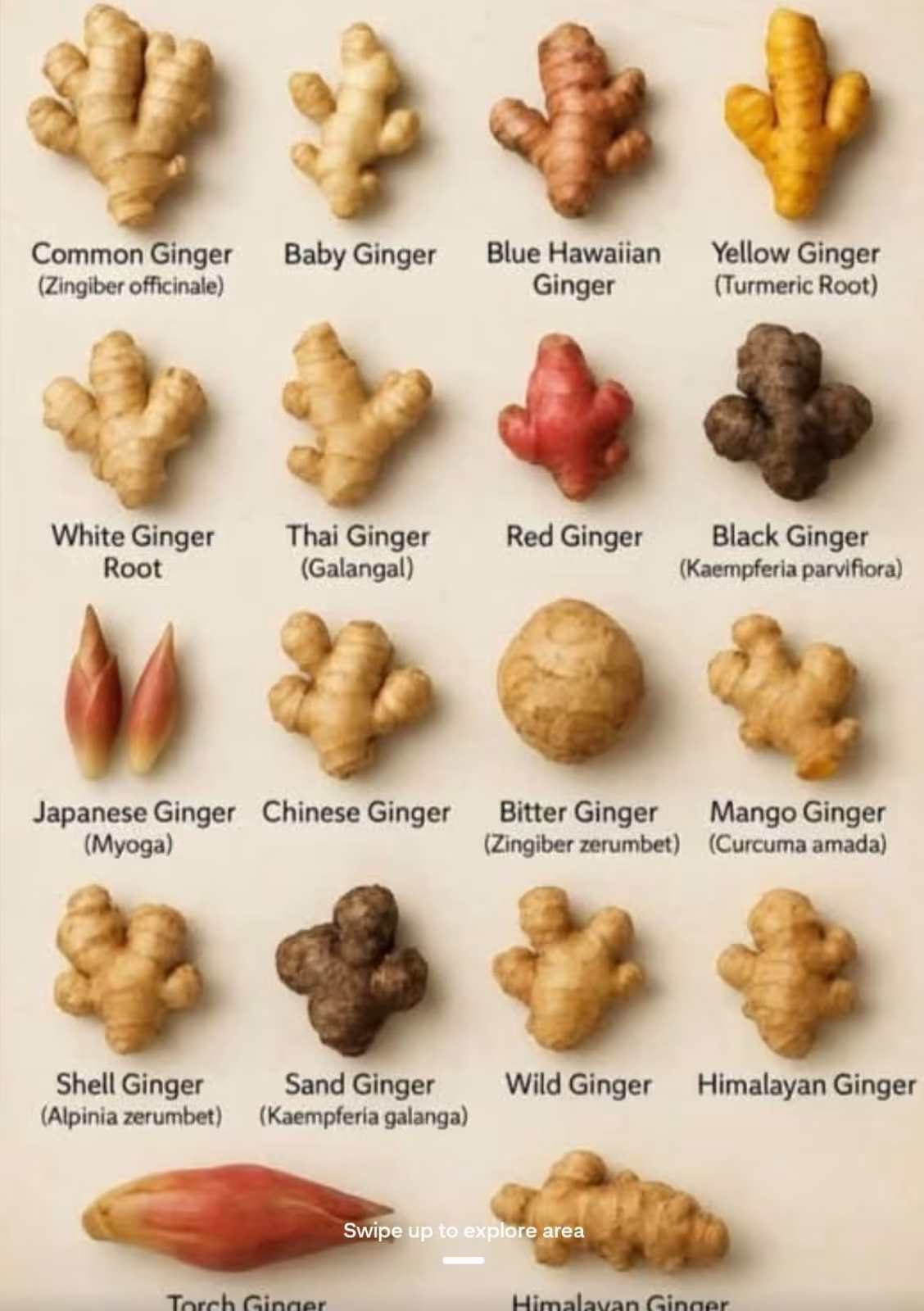 Ginger(old)