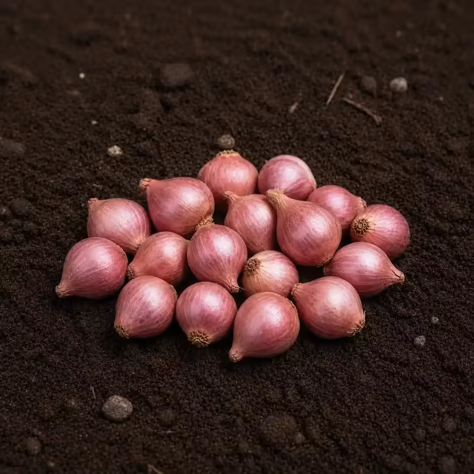 Sambar Onions