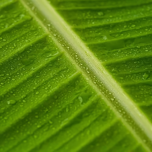 Arati Aakulu (Banana Leaves)