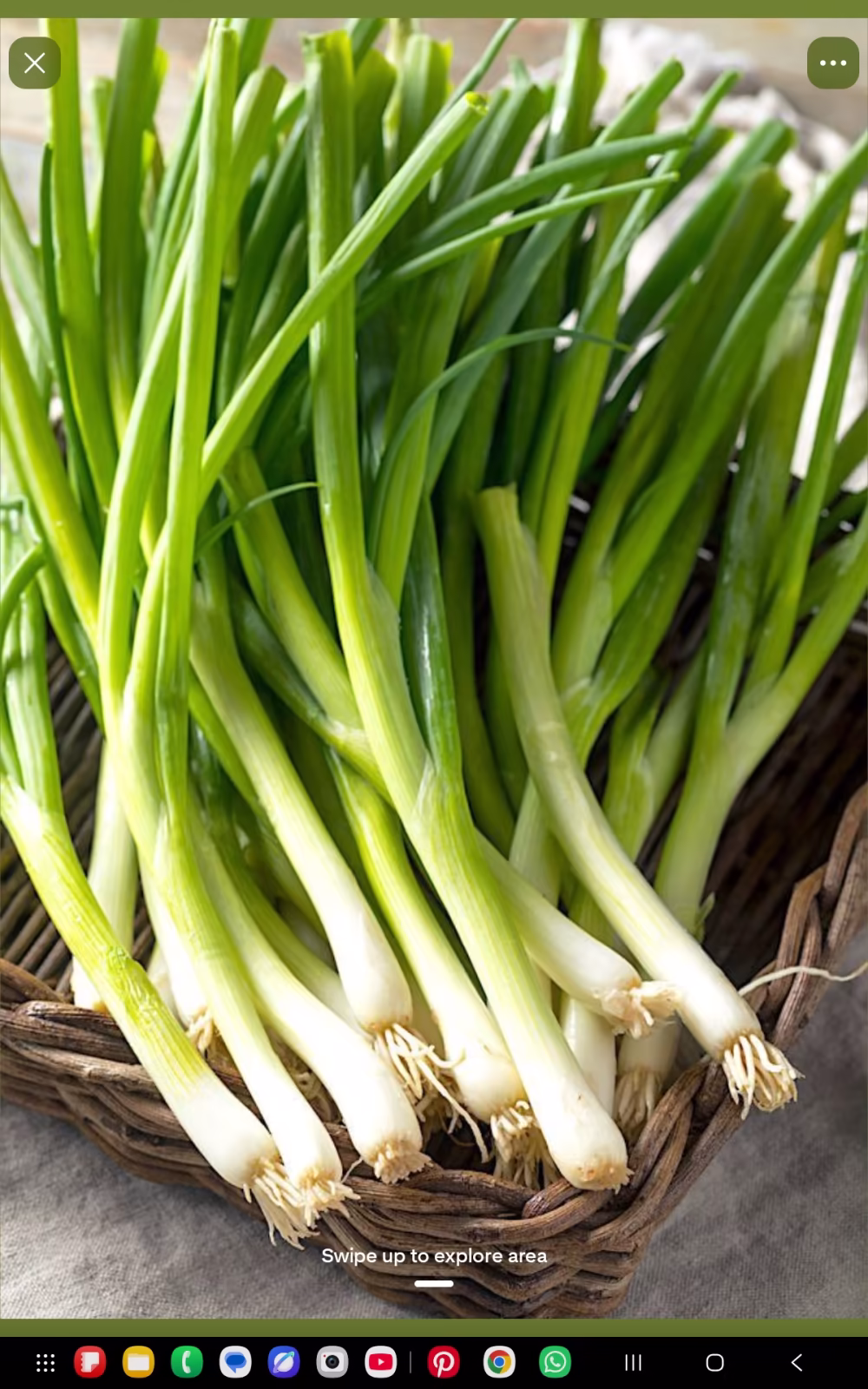 Spring Onion