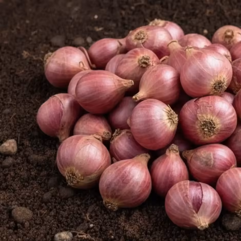 Sambar Onions