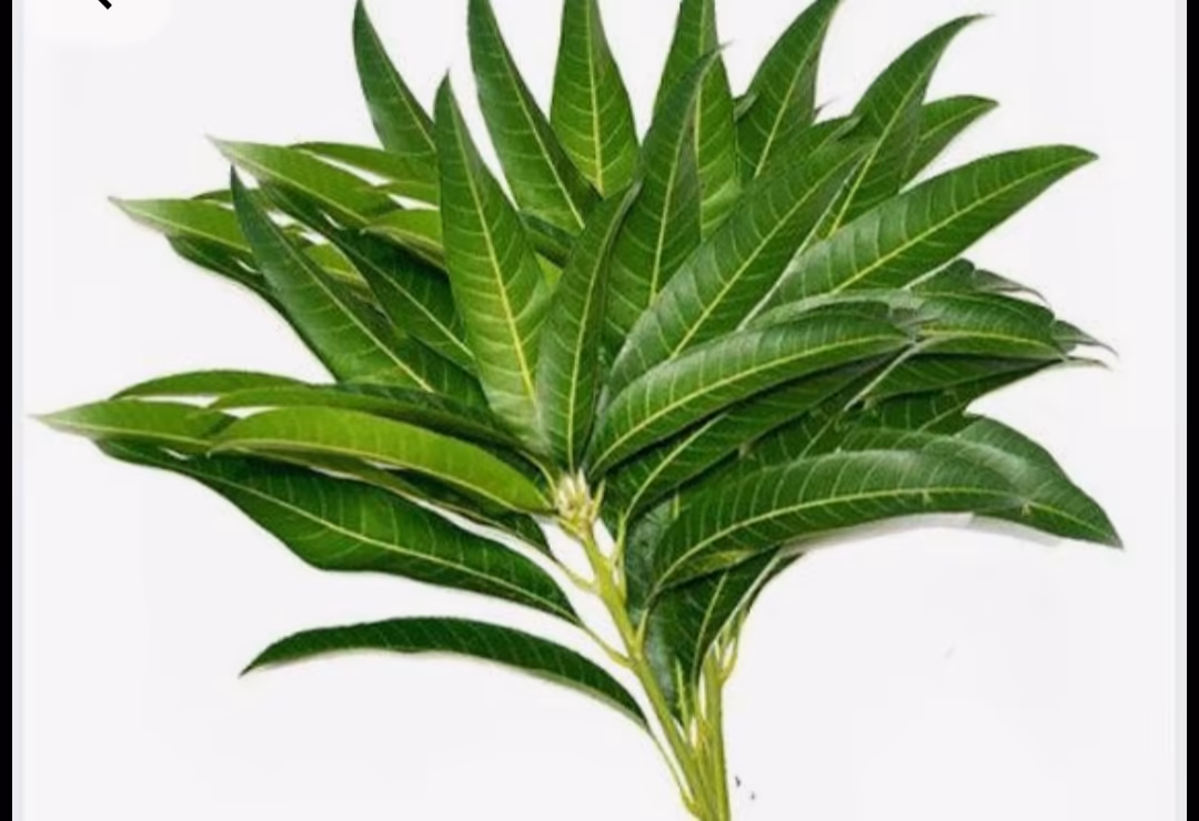 Mango Leaves