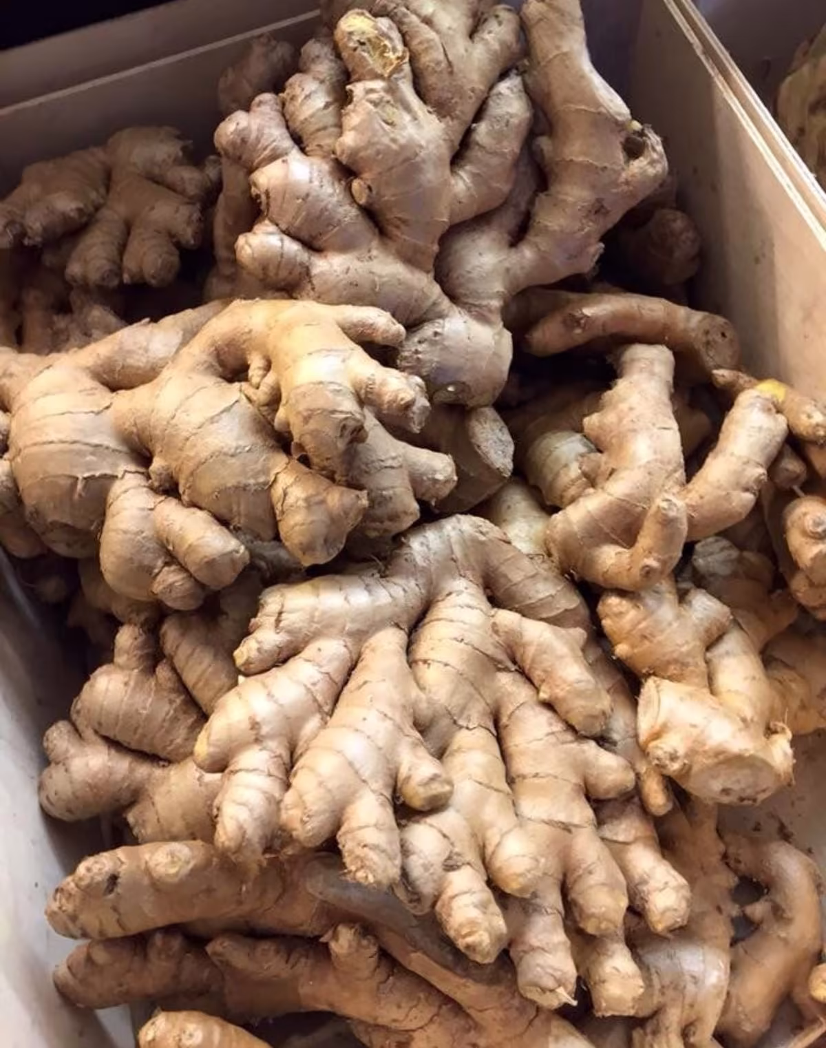 Ginger(old)